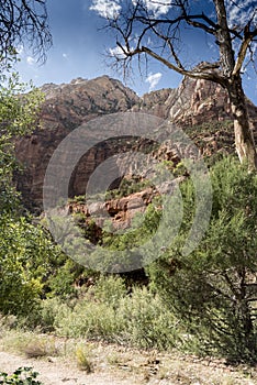 Rock Structure and trees Zion National Park